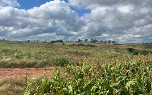 FAZENDA DE SOJA E EUCALIPTO À VENDA EM BOTUCATU SP – 580 HA