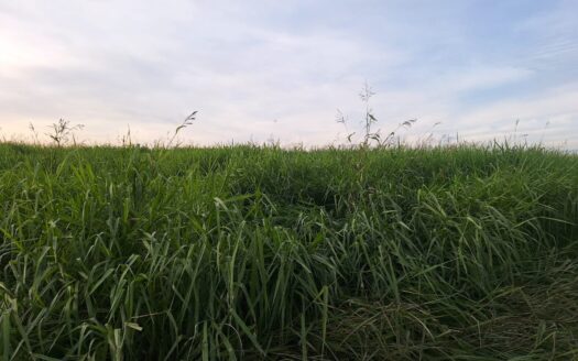 FAZENDA DE PECUÁRIA COM APTIDÃO AGRÍCOLA EM SÃO GABRIEL DO OESTE MS – 1.247 HA