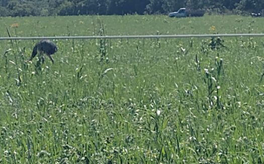 FAZENDA DE PECUÁRIA COM APTIDÃO AGRÍCOLA EM SÃO GABRIEL DO OESTE MS – 1.247 HA